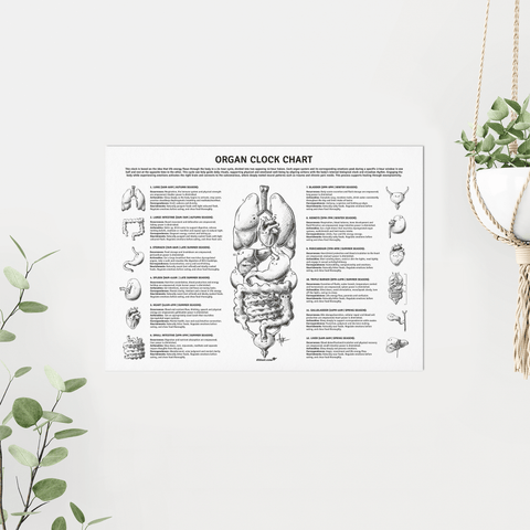 Organ Clock Chart (A3 Size)