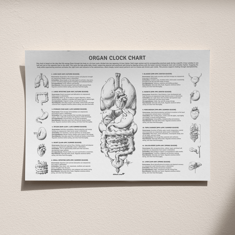 Organ Clock Chart (A3 Size)